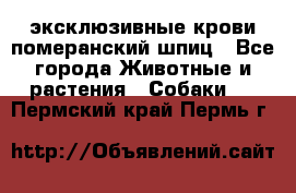 эксклюзивные крови-померанский шпиц - Все города Животные и растения » Собаки   . Пермский край,Пермь г.